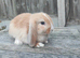 Minilop bunnies and Adult Female