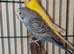 Female budgie