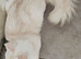 Maine Coon shaded kitten