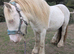 Cremello hermits bred colt
