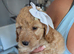 ️ Beautiful Cockerpoo Puppies 2 Girls & 4 Boys ️