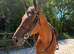 16hh SUPER SAFE HACK