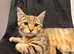 Sweet kittens are looking for a home and a loving family.