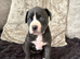Cane corso x puppies