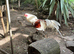 6 FERTILE YOKOHAMA RED SADDLE hatching eggs now available BOURNEMOUTH