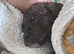 Female cane corso x presa canario puppy 10 weeks old
