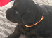 Cockapoo Mix