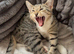 Bengal boy
