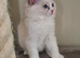 Beautiful ragdoll kittens