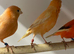 Breeding pairs of Red factors