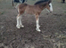 Cob x clydesdale filly