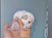 1 puppy girl