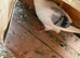 Turkish, polish, American show racer, racer pigeon for sale Diferent price and preceding pairs available