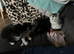 Mixed breed, half ragdoll kittens