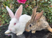 New Zealand bunny's Ready to go