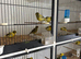 Fife canaries for sale