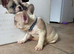French bulldog puppies