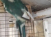 blue cream pied hen