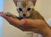 Gorgeous Mink Bengal Boy!