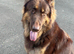 Liver & tan male
