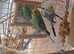 Pair of baby cocks