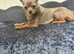 KC Adult Lilac Stud Boy for rehoming