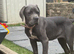 Cane corsa