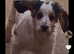 King Charles spaniel