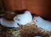 White self sows