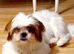 Shih tzu dogs