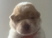 Beautiful flower bear coat k c reg