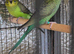 Beautiful bfbw budgies