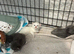 Kittens to reserve mum is full pedagree  chinchilla Persian dad is full ragdoll
