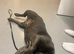 Kc registered blue female