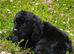 1 Lovely cavapoo female puppy for sale