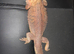 Beared dragon