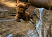 Frenchie pups