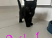 Kittens ready to go now