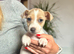 Jack Russel pups