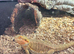 11month old bearded dragon