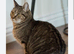 11 week old tabby female kitten