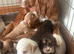 Cocker spaniel puppies