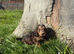 Stunning cockapoo puppy boy available ready now