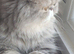 Stun̈ning Blue Cream Tabby Female