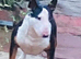 I have English bull terrier proven stud dogs
