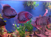 fish for sale