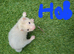 Silver hob