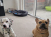 Countryside Home Wanted for Adored French Bulldog