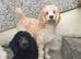 READY NOW! Standard poodle puppies kc registered