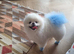 Beautiful white pomeranian